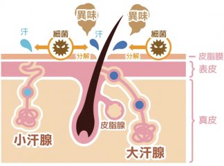 去除腋下狐臭的小窍门